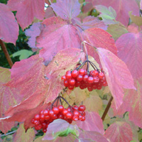 Viburnum opulus (Guelder Rose)