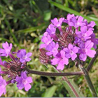 Verbena rigida