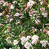 Click to view large image