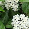 Viburnum x burkwoodii