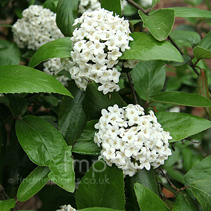 Viburnum x burkwoodii