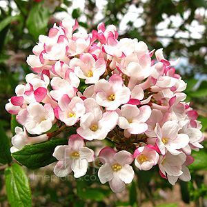 Viburnum x burkwoodii - 'Mohawk'