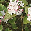 Viburnum carlesii - Diana - Viburnum