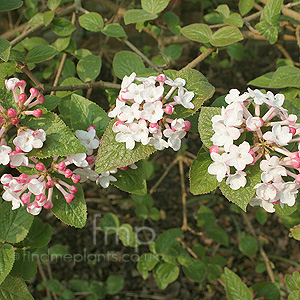 Viburnum carlesii - 'Diana' (Viburnum)