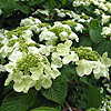 Viburnum plicatum - Cascade