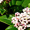 Viburnum davidii