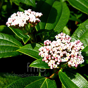 Viburnum davidii