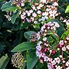 Viburnum tinus - Eve Price - Laurustinus