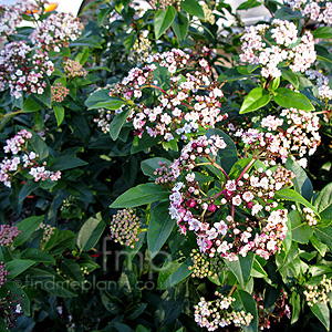 Viburnum tinus - 'Eve Price' (Laurustinus)