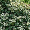 Viburnum X globosum - Jermyns Globe