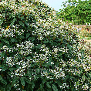 Viburnum X globosum - 'Jermyns Globe'