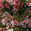 Viburnum grandiflorum