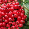 Viburnum lanata - Way faring Tree