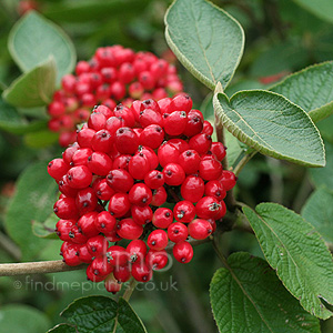 Viburnum lanata (Way Faring Tree)