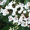 Viburnum tinus - Lucidum