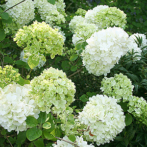 Viburnum macrocephalum