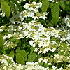 Viburnum plicatum - Meriesii