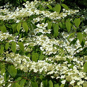 Viburnum plicatum - 'Meriesii'