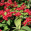 Viburnum plicatum - Pink Beauty