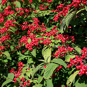 Viburnum plicatum - 'Pink Beauty'