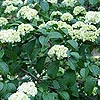 Viburnum plicatum - Plicatum