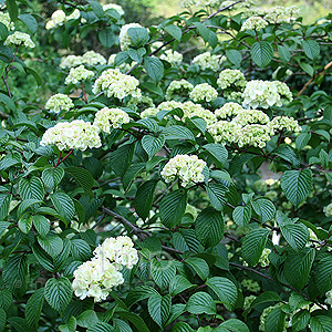 Viburnum plicatum - 'Plicatum'