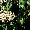 Viburnum rhytidophyllum