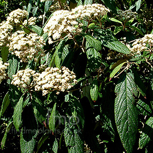 Viburnum rhytidophyllum