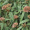 Viburnum rhytidophyllum - Leatherleaf Viburnum