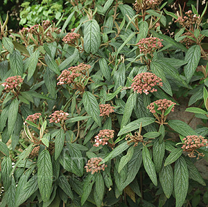 Viburnum rhytidophyllum (Leatherleaf Viburnum)