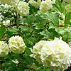 Viburnum opulus - Sterile - Guelder Rose