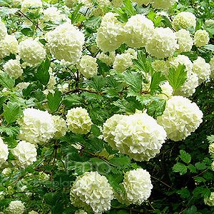 Viburnum opulus - 'Sterile' (Guelder Rose)