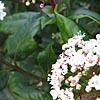 Viburnum tinus