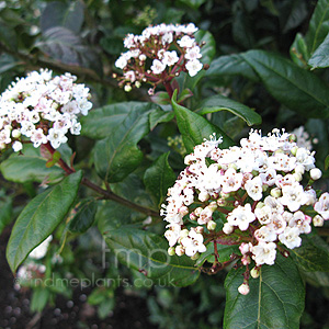 Viburnum tinus (Laurustinus)