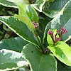 Viburnum tinus - Variegatum