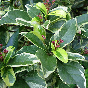 Viburnum tinus - 'Variegatum'