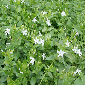 Vinca defformis