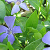 Vinca minor - Bowles Variety - Periwinkle