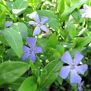 Vinca minor - 'Bowles Variety' (Periwinkle)