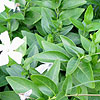 Vinca defformis - Periwinkle