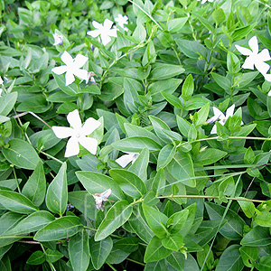 Vinca defformis (Periwinkle)