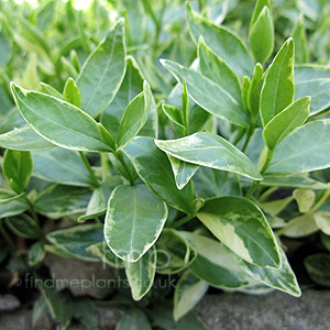 Vinca minor - 'Aureovariegata' (Verigated Periwinkle)