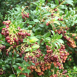 Vinoetoxicum scandens