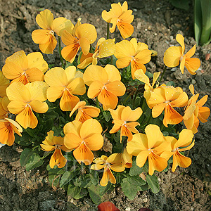 Viola - 'Jewel Orange' (Violet)