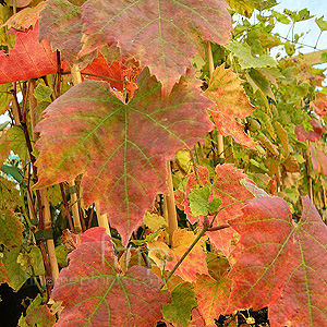 Vitis - 'Brant'