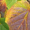 Vitis coignetiae