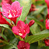 Weigela - Eva Rathke - Weigela