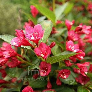 Weigela - 'Eva Rathke' (Weigela)