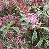 Weigela praecox - Variegata - Weigela