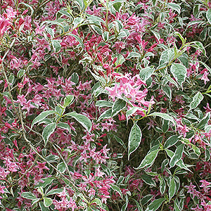 Weigela praecox - 'Variegata' (Weigela)